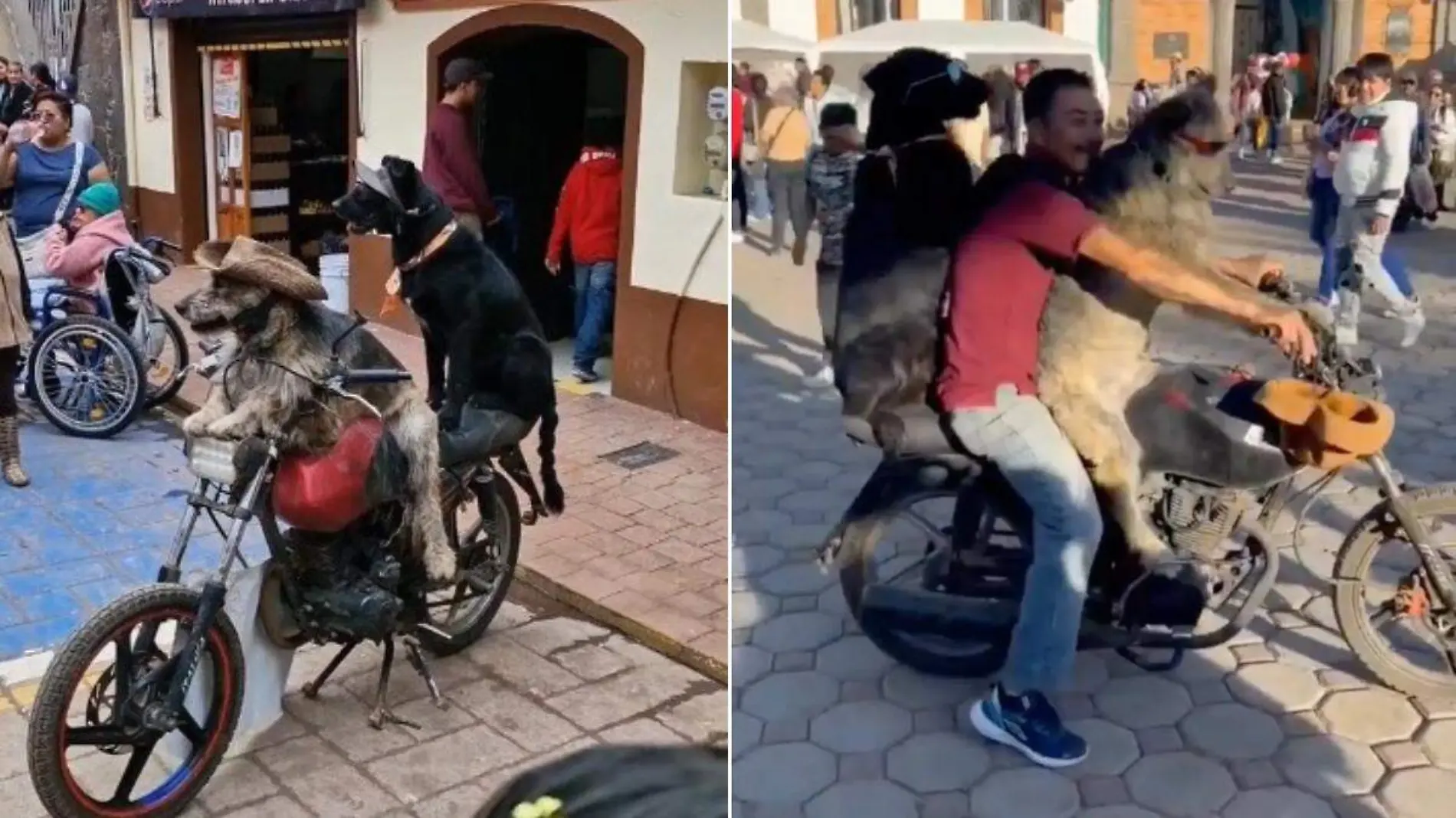 Así se ven los perritos motociclistas de Chignahuapan